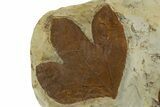 Wide Plate with Two Fossil Leaves (Two Species) - Montana #327183-2